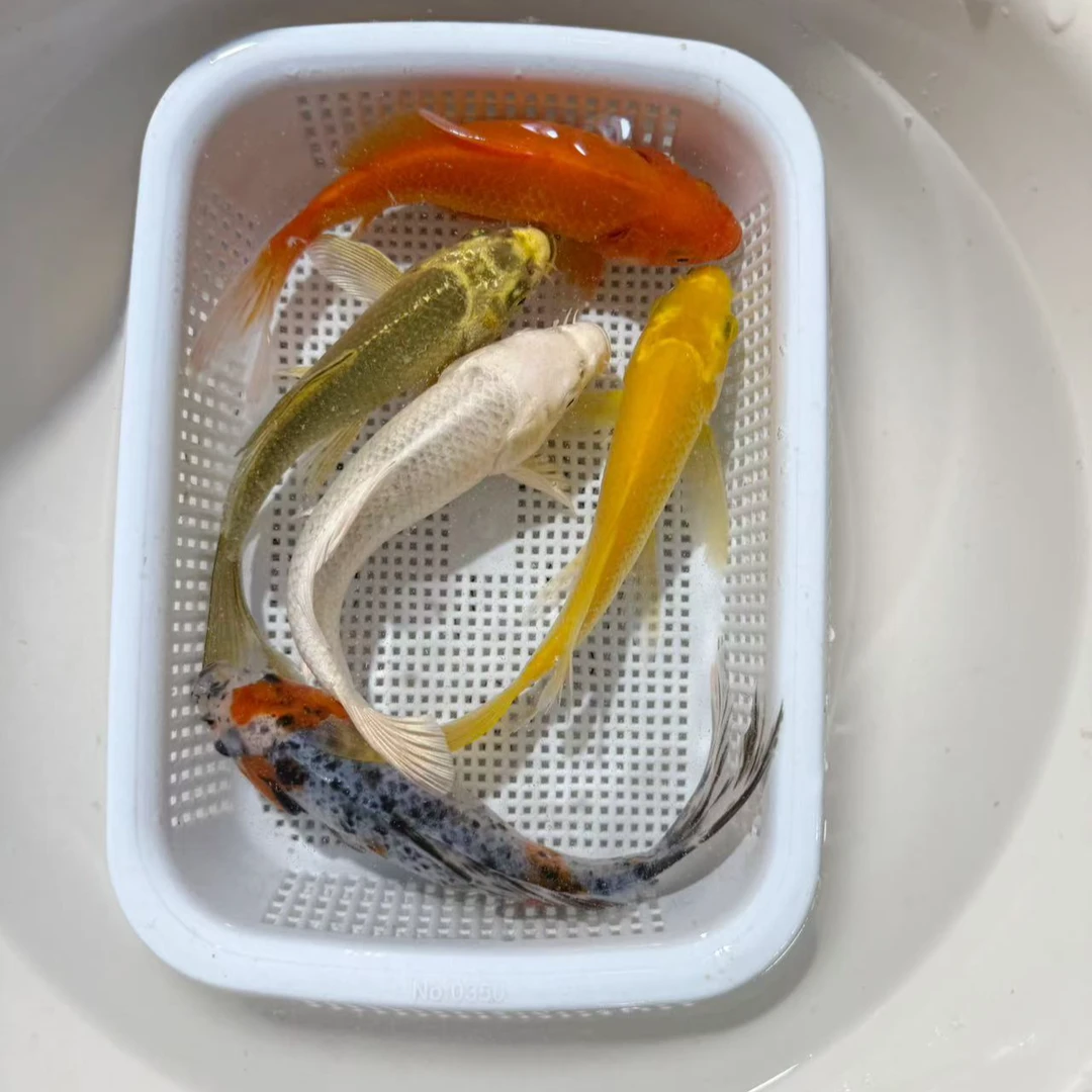 【1黄1红1水墨1白1德龙】10-12公分冷水观赏鱼包邮