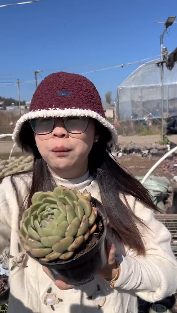 【闪购商品】8-双头起珍妮香槟6.8