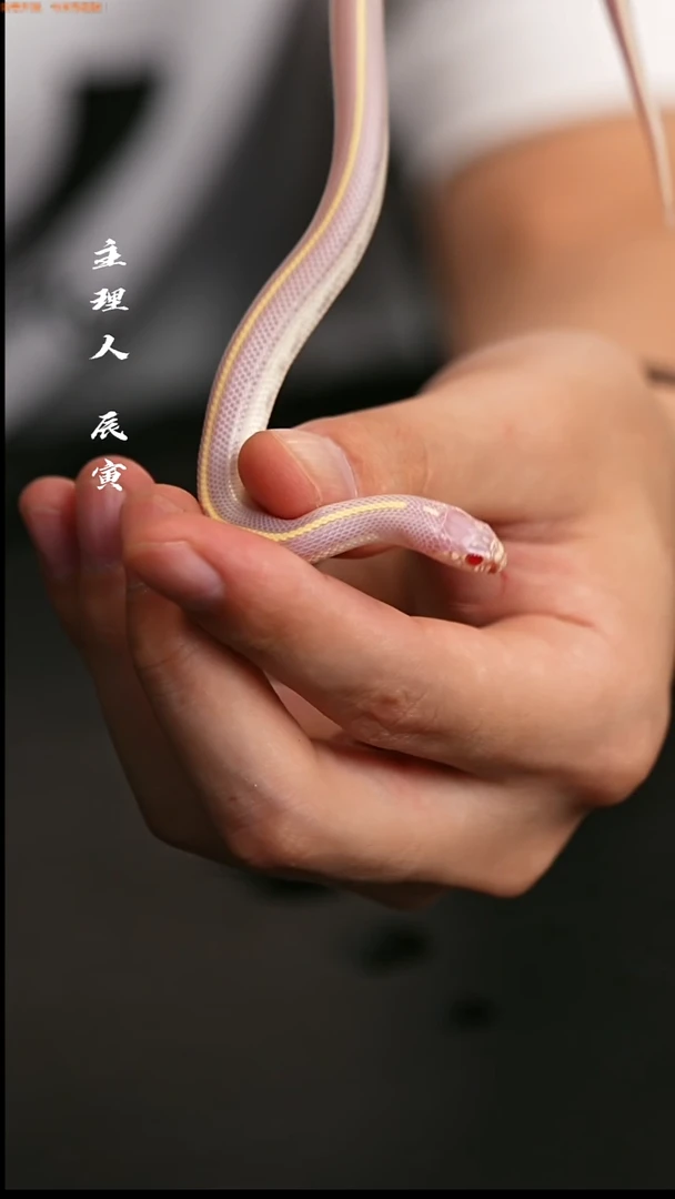 跳蛛辰寅爬行工作室/宠物蛇/