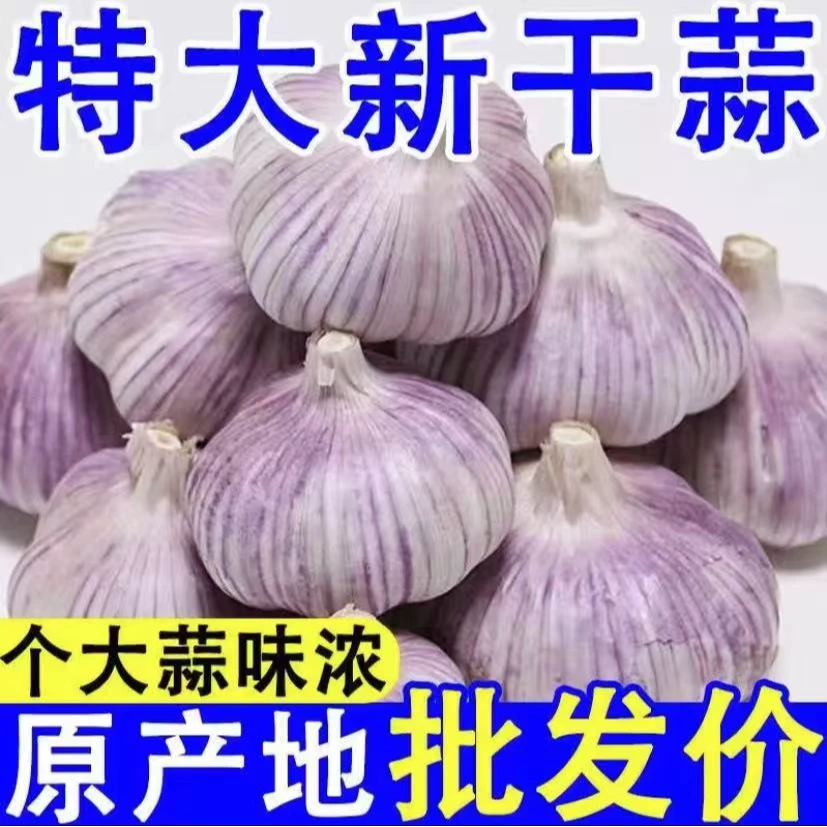 2025年新干蒜正宗紫皮大蒜头新鲜干蒜辛辣十足产地直发.