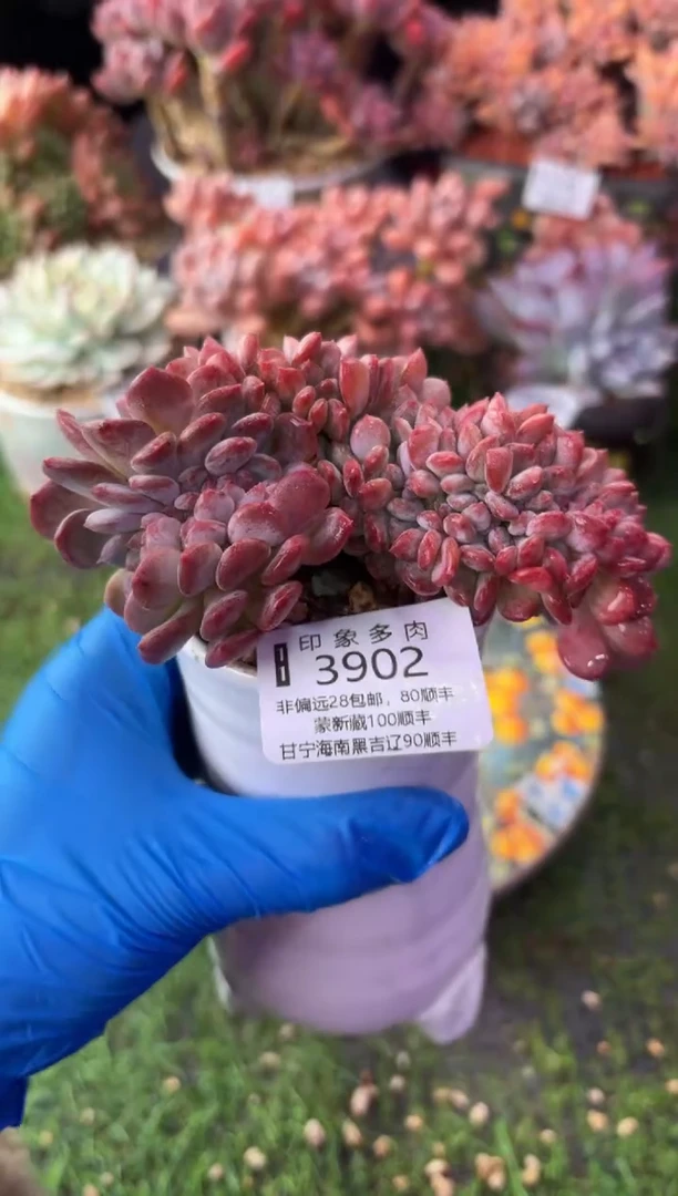 昆明印象多肉3902