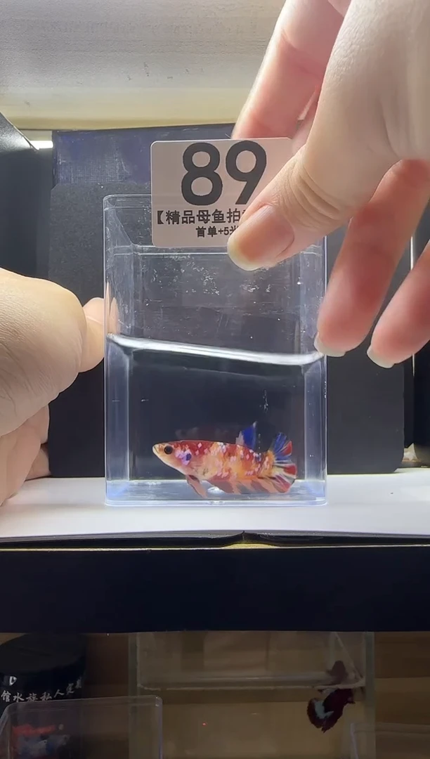 斗鱼泰国斗鱼精品母鱼编号89