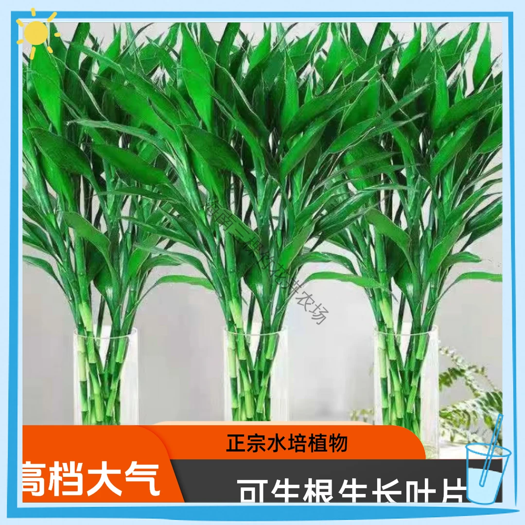 富贵竹文昌竹室内植物水培好养活基地直销高档大气懒人水培植物