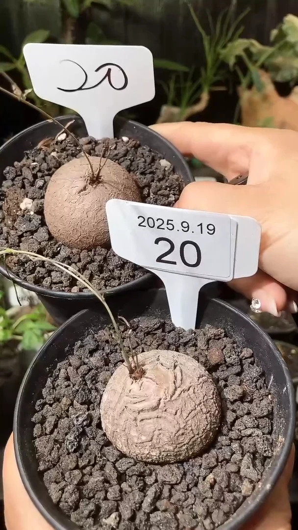 20号919福利南非龟甲龙买1个送1个