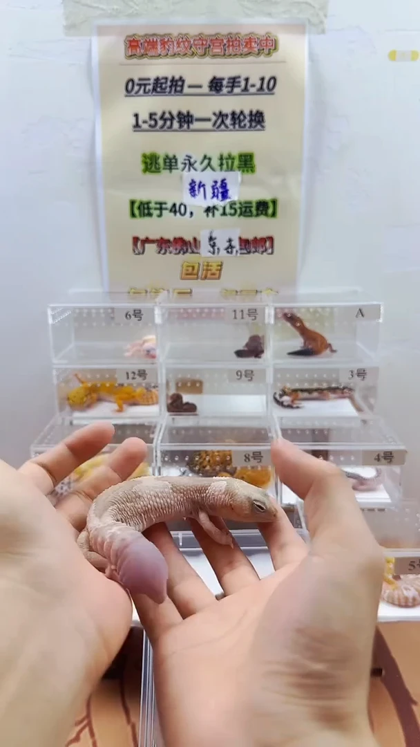 豹纹守宫豹纹守宫幼苗亚成体成体肥尾