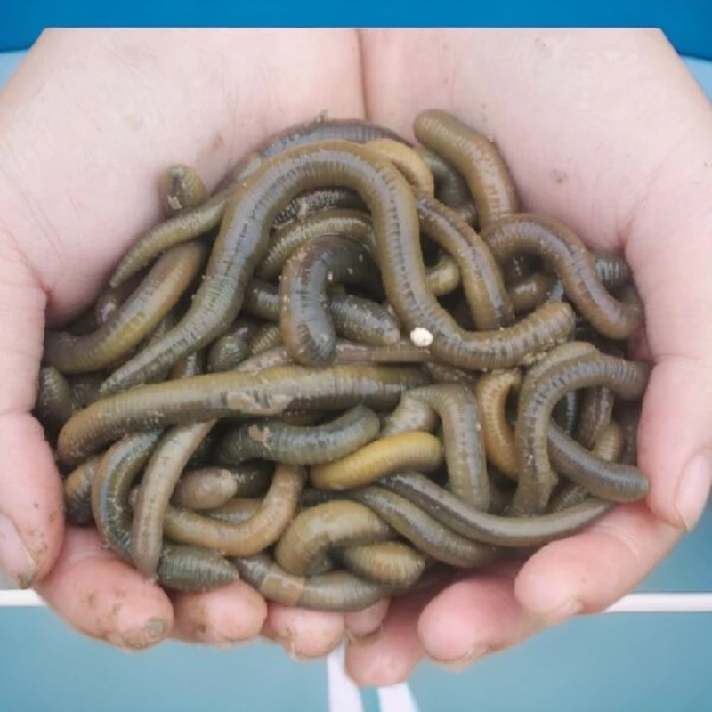 鲜活青蚯蚓黑蚯蚓钓鱼黄鳝地龙活体腥臭诱饵