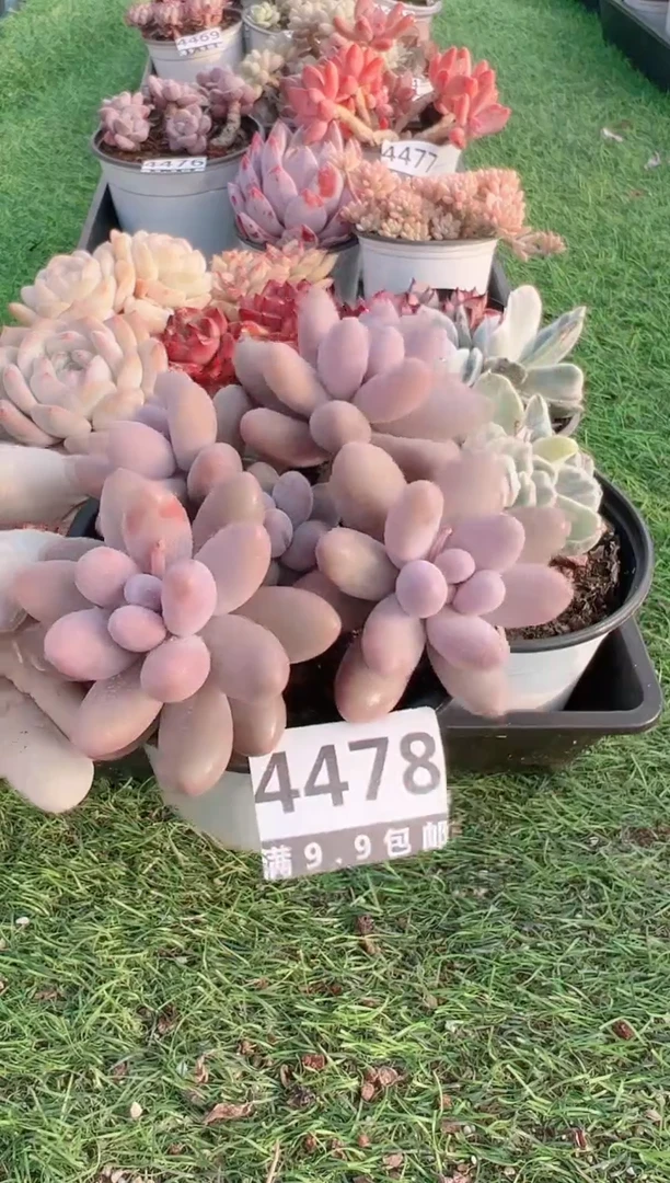 【闪购商品】信福多肉一物一拍