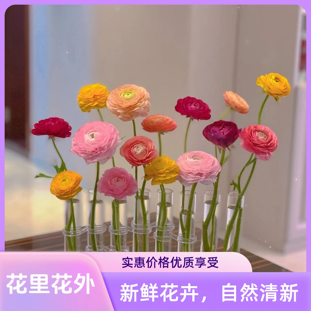 暴富洋牡丹优质新鲜混搭东北鲜花顺丰直发