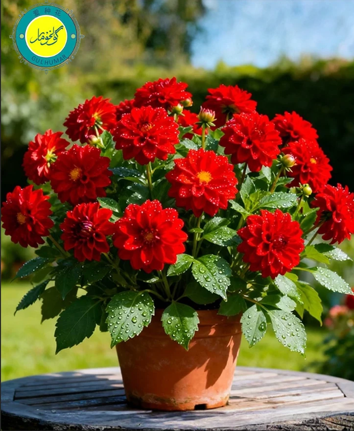 红色大丽花进口种子10粒ئىمپورت قىزىل ياڭيۇ گۈل 10دانچە ئۇرۇق
