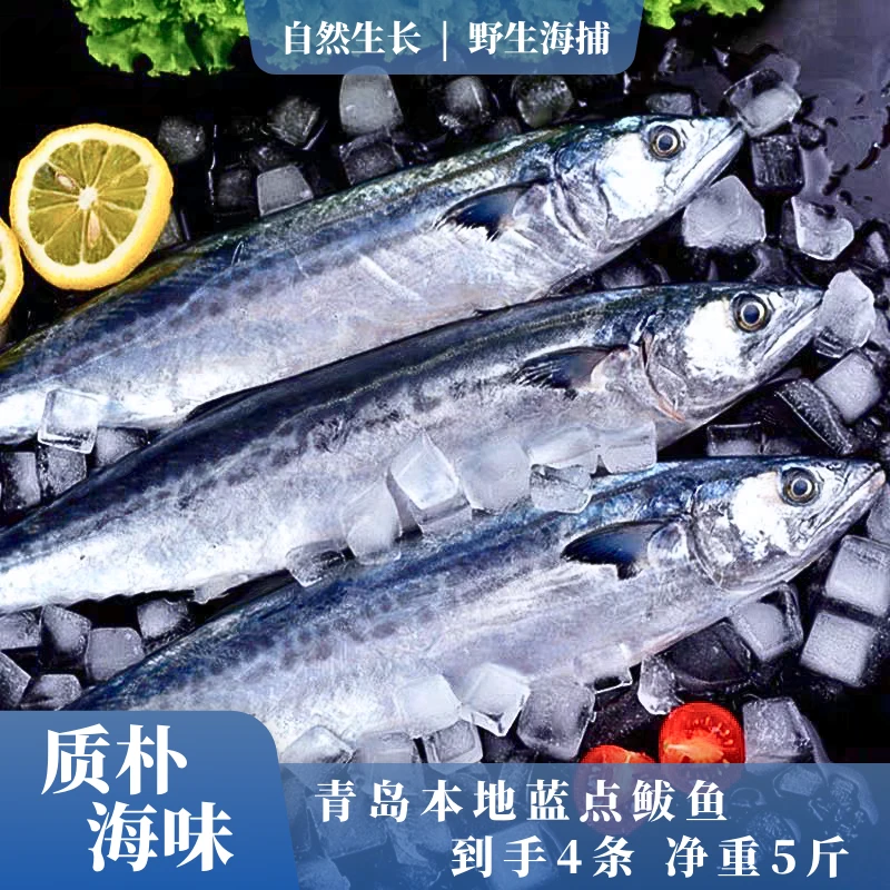 【青岛鲅鱼】野生海捕，5斤4条，不包冰，新鲜速冻，顺丰包邮