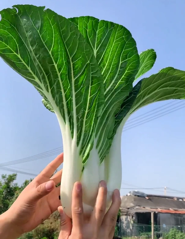 【天池白菜种子】家庭阳台小院盆栽地栽四季种植