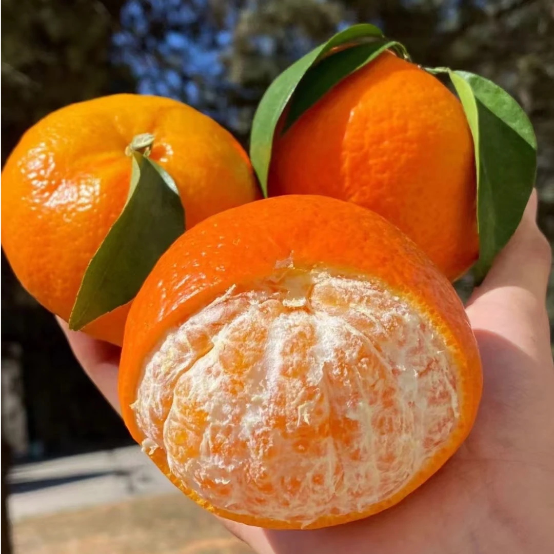 云南哀牢山正宗高山沃柑新鲜采摘应季水果