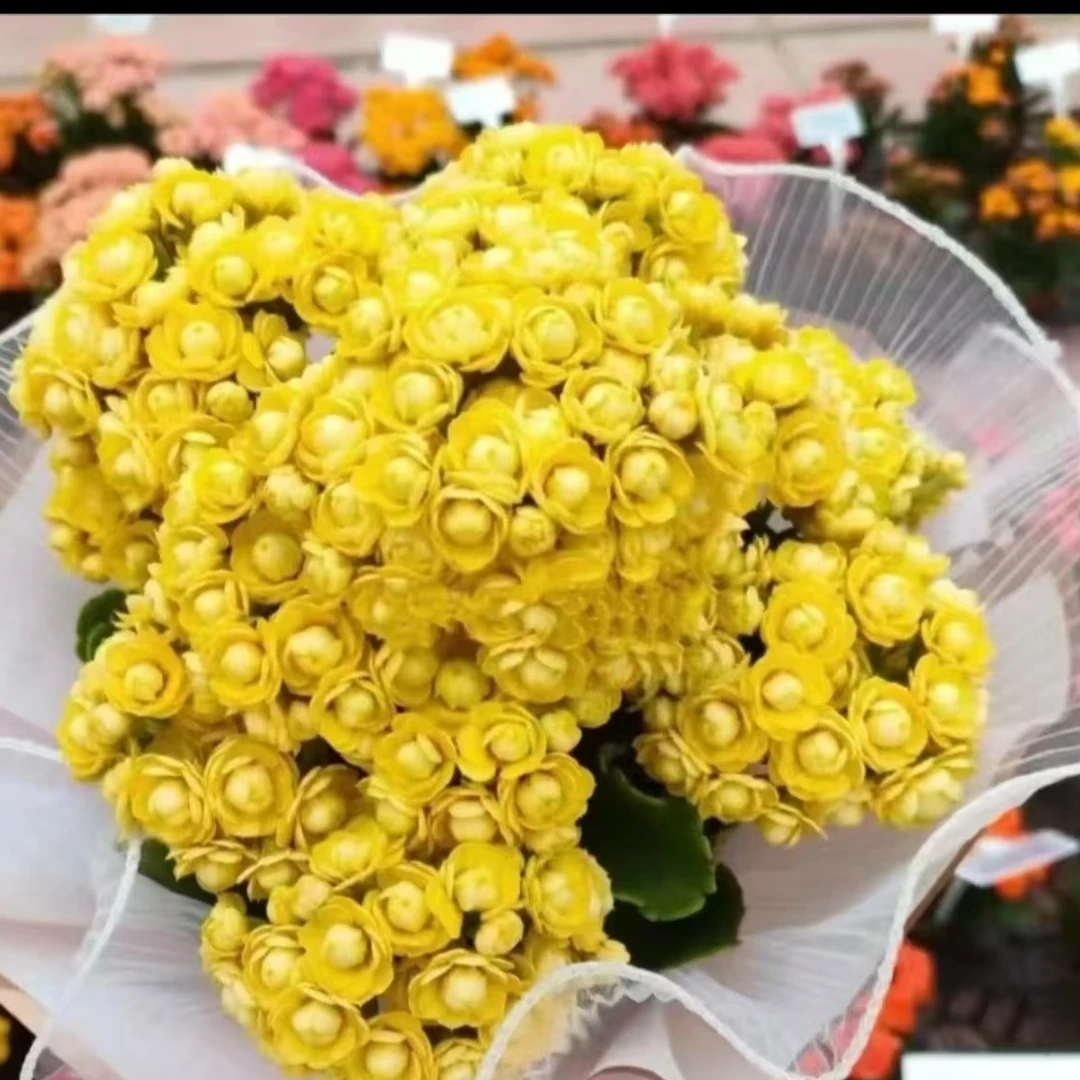 艾米丽  长寿花带花苞盆栽室内四季开花好养花卉绿植