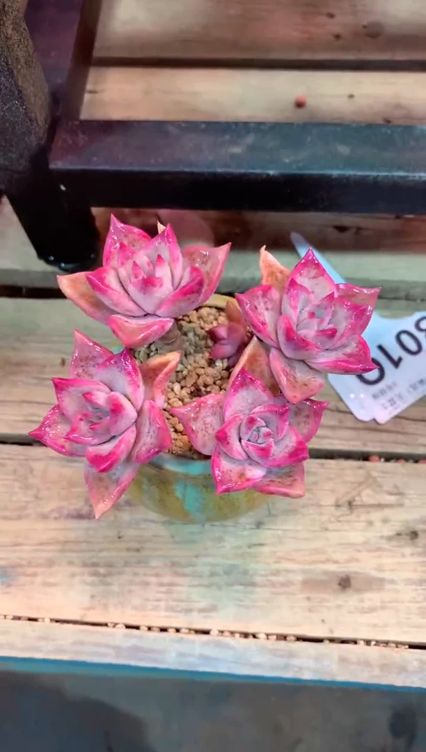 301Q（一物一拍，精品多肉，所见即所得 ）