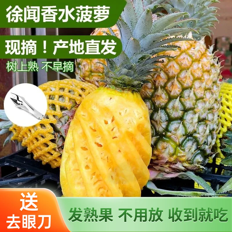 [树熟果]正宗徐闻水果菠萝应季新鲜香甜水果大菠萝非海南金钻凤梨
