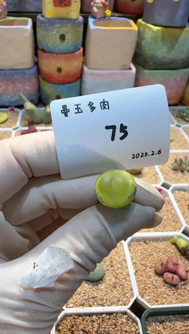 【闪购商品】25.2.6-75Miss66