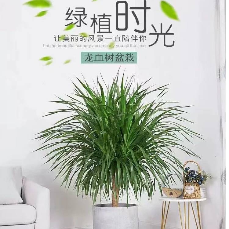 龙须树盆栽造型花卉适合室内外摆放吸甲醛净化空气绿植