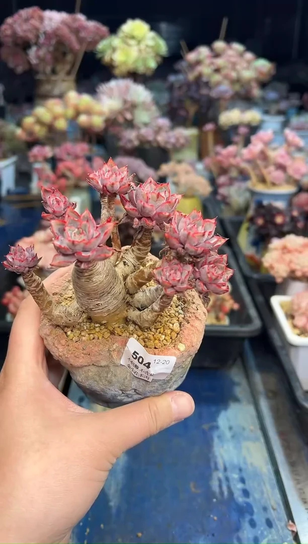 【闪购商品】504不带盆