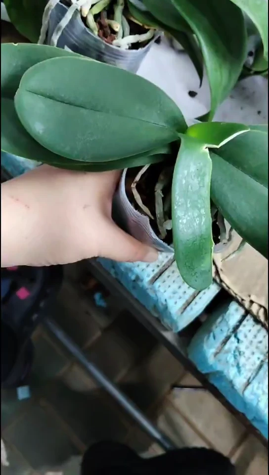 全部花朵随单樱桃judit其他人拍不发