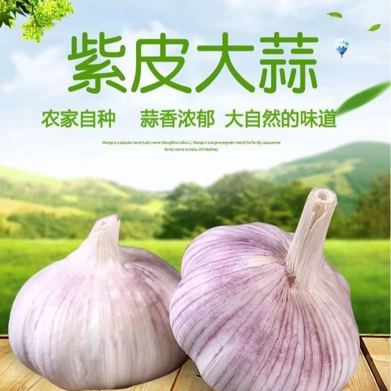 【农家新干蒜】农家2025年自种紫白皮大蒜可吃可种产地直发