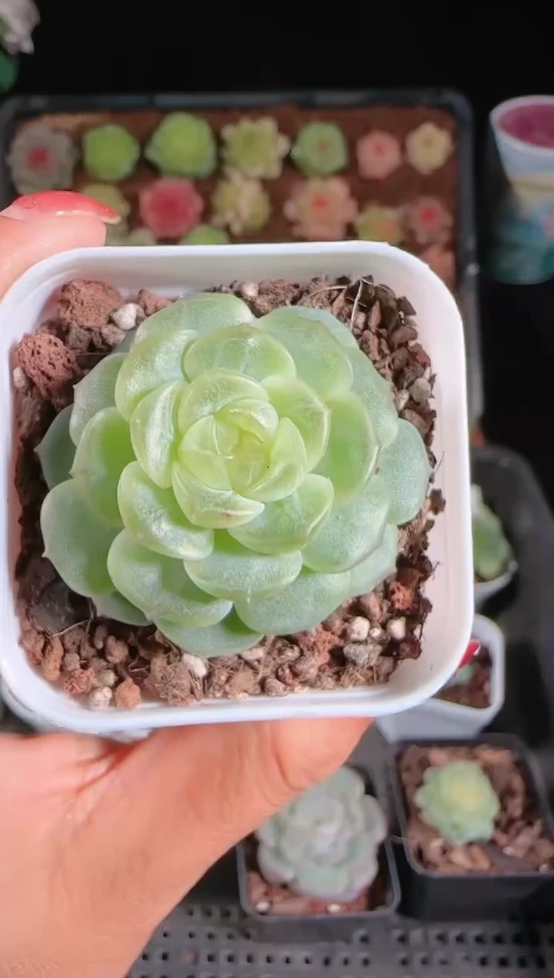 1124-129无尽灯群生不包整