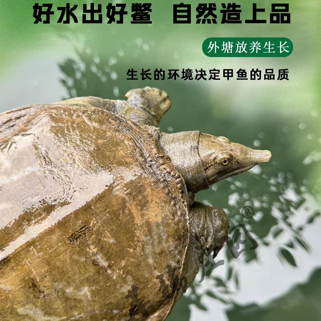 鲜活外塘生猛中华鳖青黑花背甲鱼到家