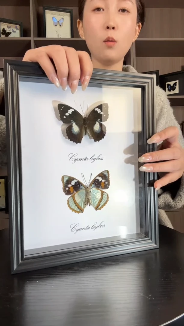 实木竖款白斑迷蛱蝶（蝴蝶装饰画10寸框）