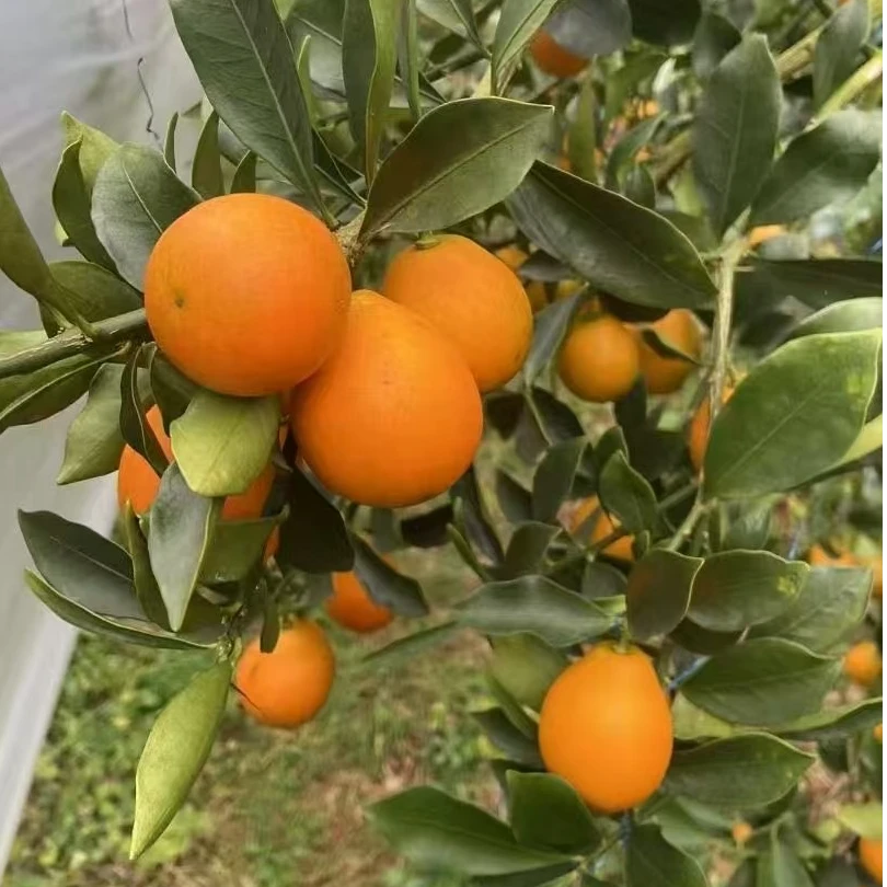 （南宁同城闪送）脆蜜金柑