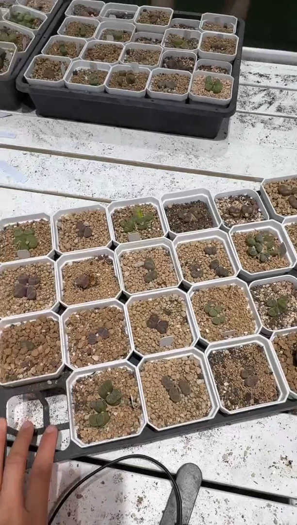 23-227多肉植物肉锥一颗