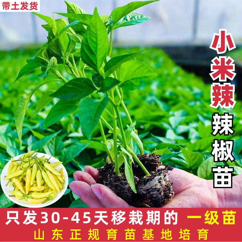 超辣小米椒苗秧苗高产带土朝天椒辣椒苗四季泡椒阳台盆栽种子海椒