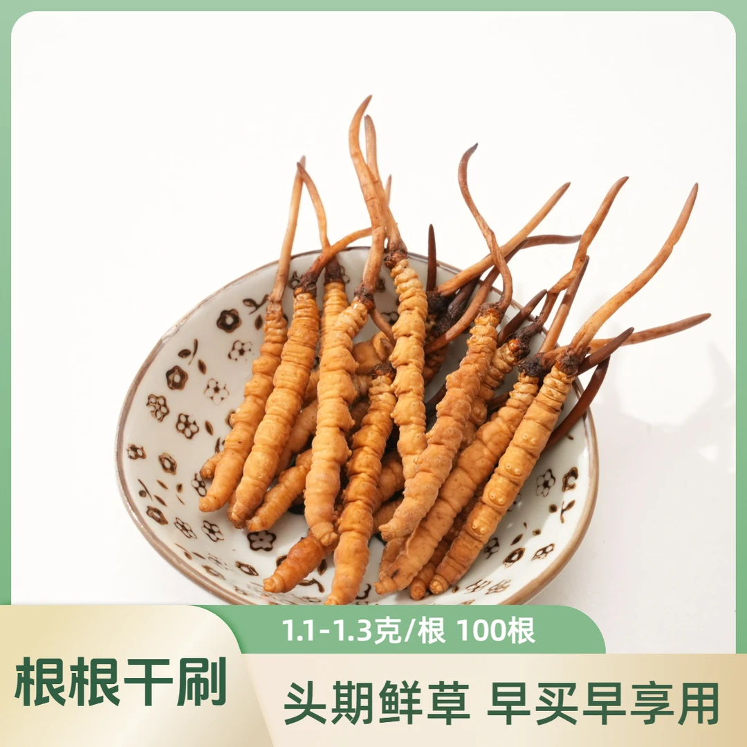 【羽泽专属】1.1-1.3克/根100根  2025鲜冬虫夏草滋补品质自用送礼
