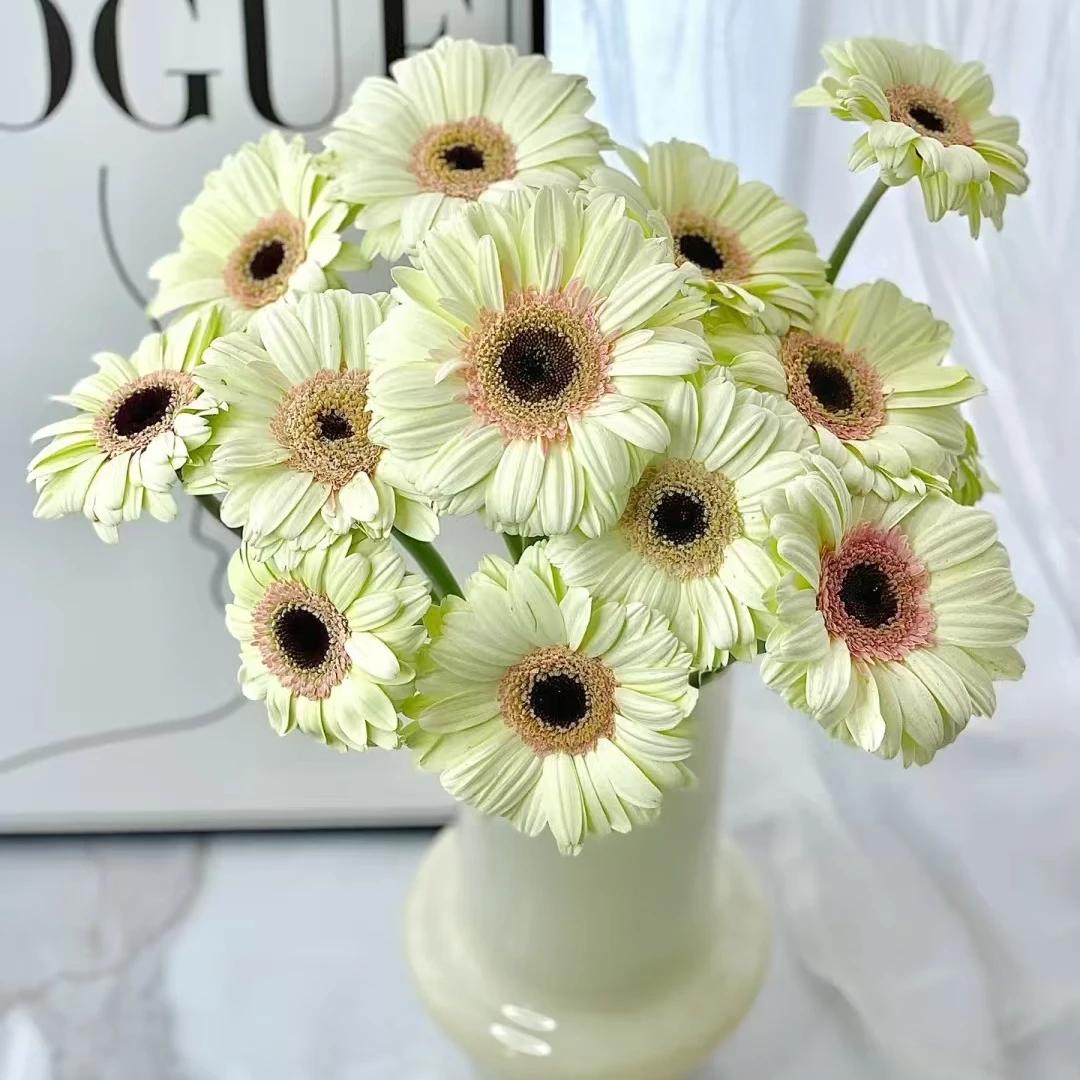 【花汀私享】辛迪-非洲菊