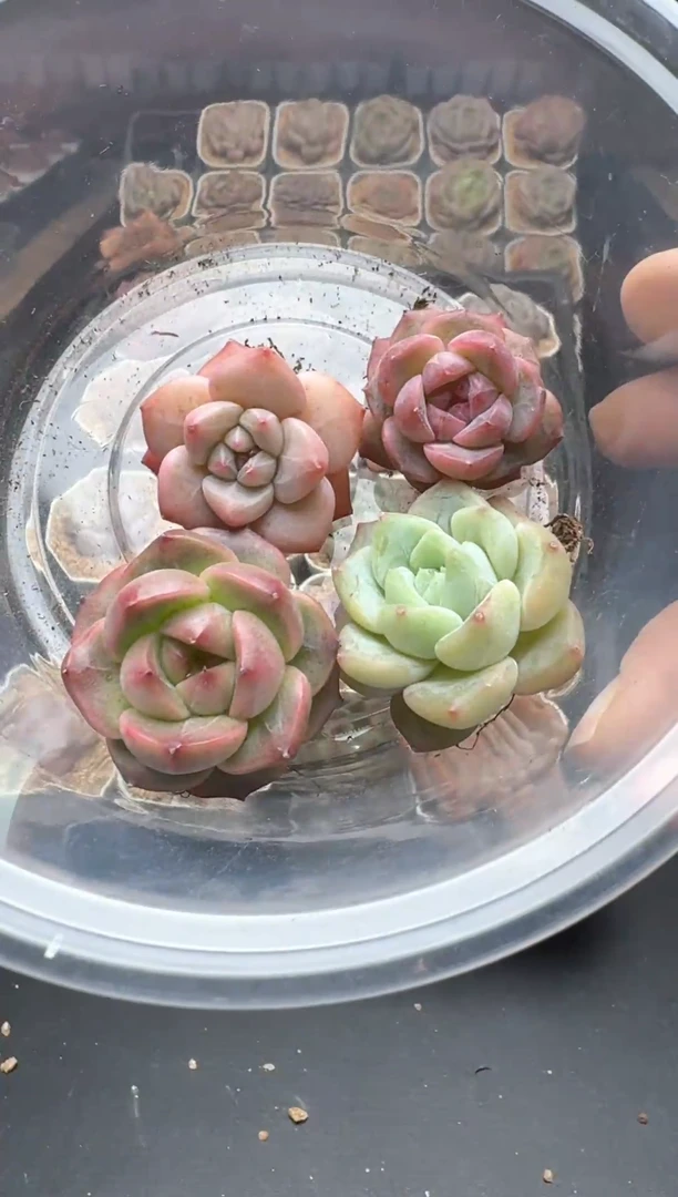 【闪购商品】066号一物一拍珍妮多肉花卉植物3颗起发