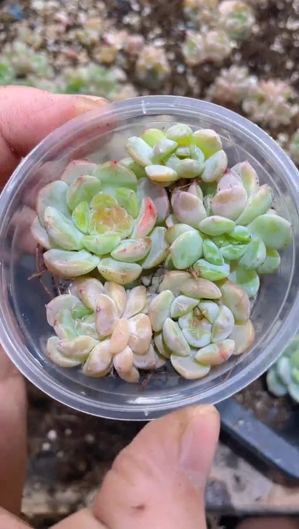 210玄月      量拍