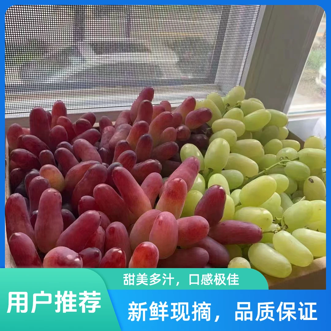 【马奶美人指双拼】新鲜葡萄水果老人小孩孕妇产地直发河北省