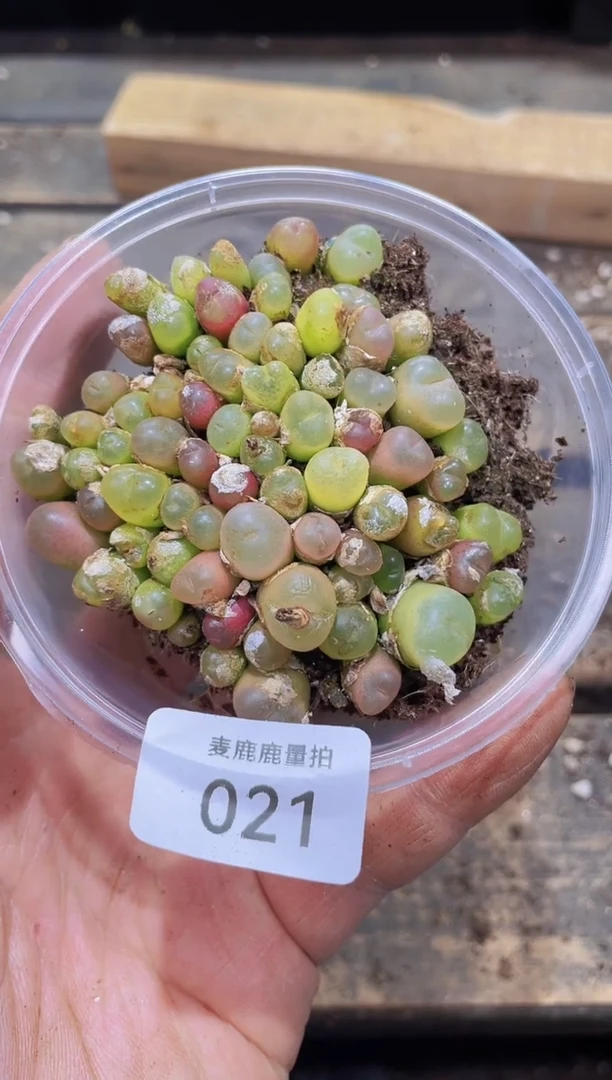 【闪购商品】021毛汉妮量拍1盒