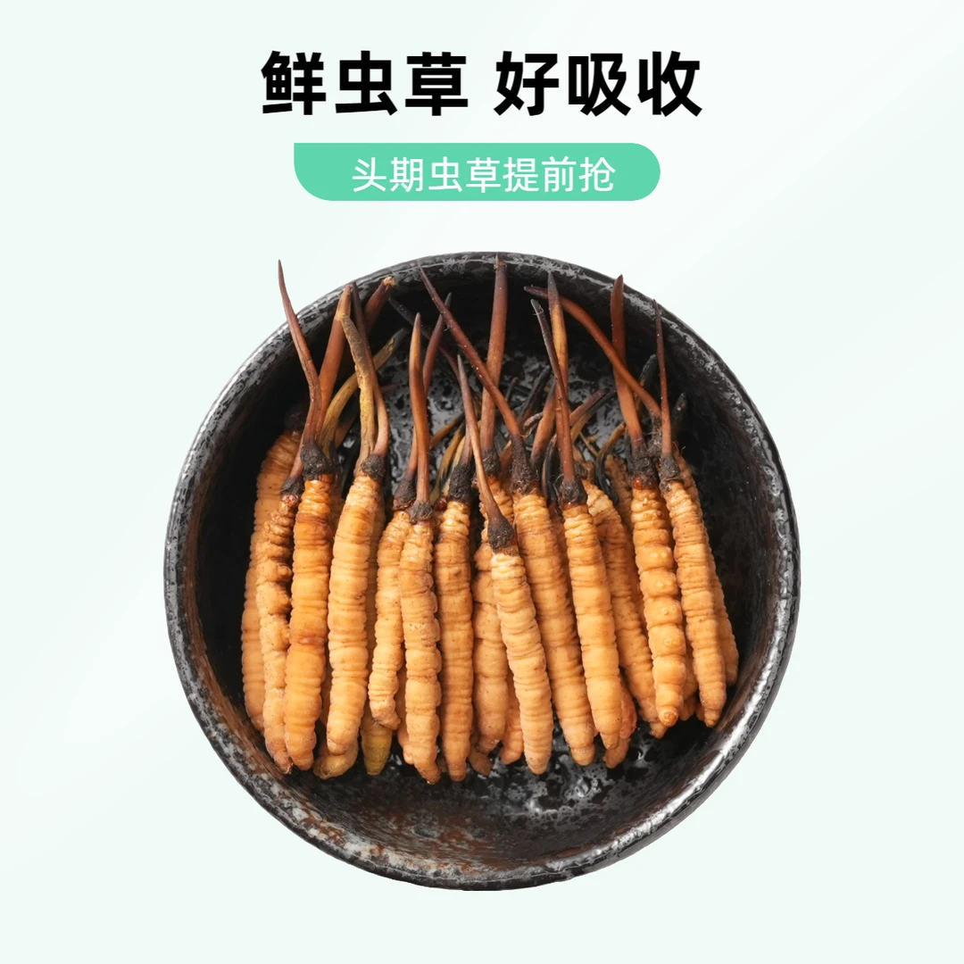 【央吉专属】0.9-1.2克/根50根 2025头期新鲜冬虫夏草滋补食用