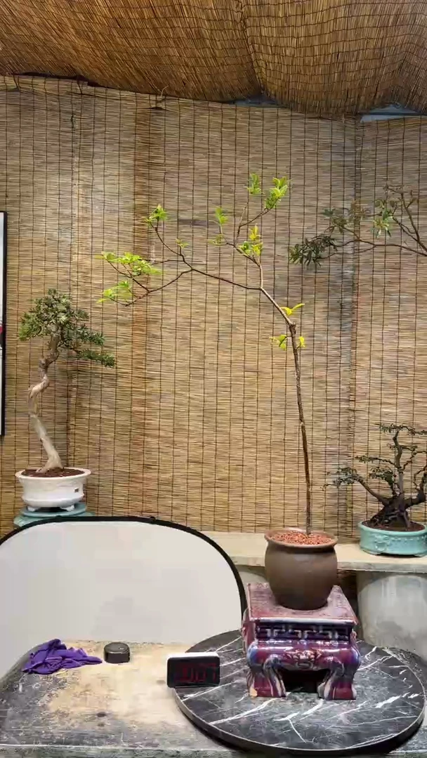 【闪购商品】春花盆景