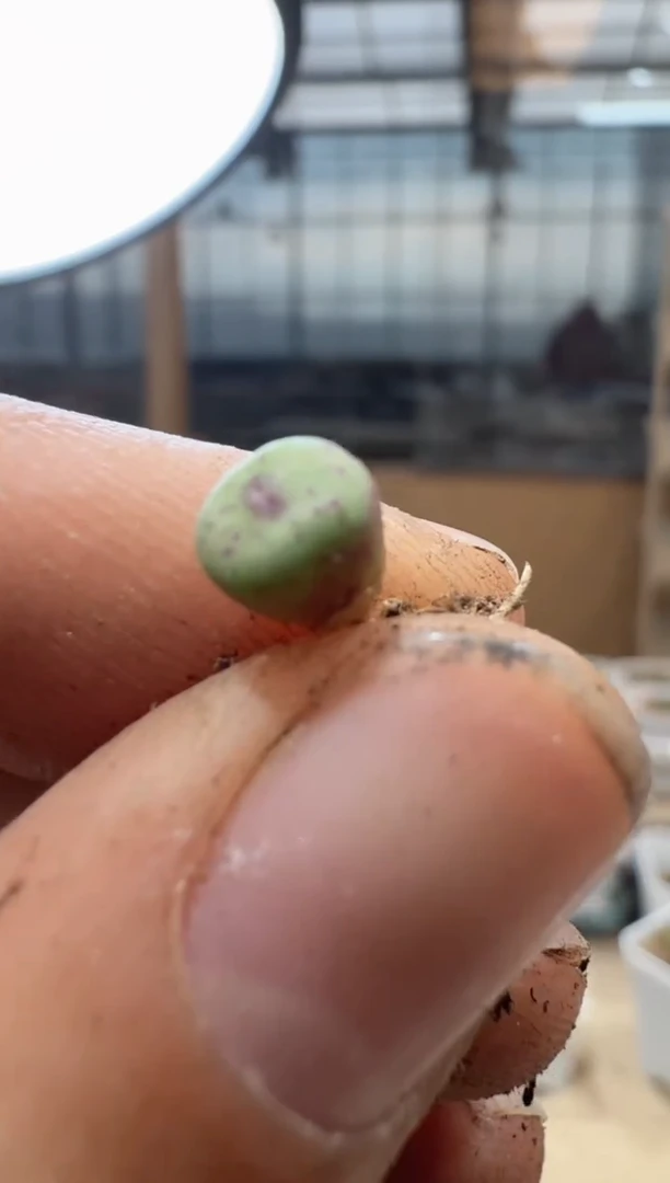 10-205多肉植物肉锥