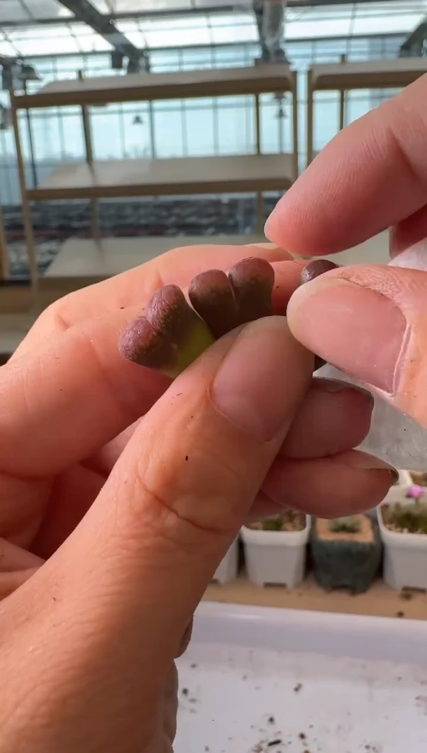 24-164多肉植物肉锥