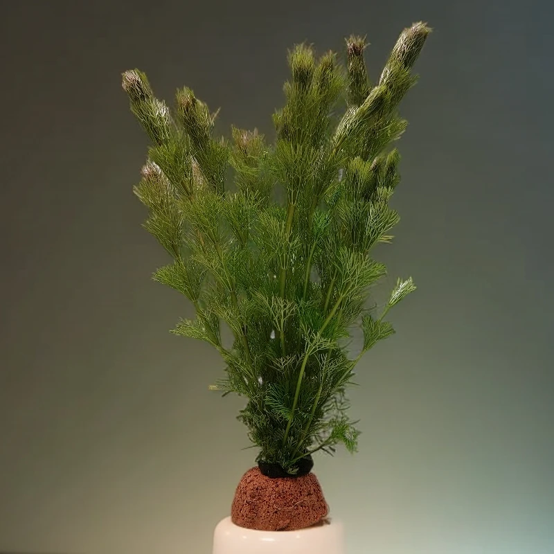 【懒人小宝塔水草】新手鱼缸造景阴性植物真草净水淡水增氧净化水质