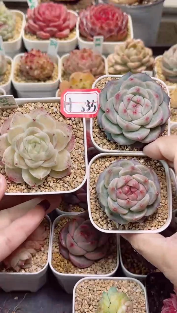 【闪购商品】H333虾饺冰和银河和流星珍妮