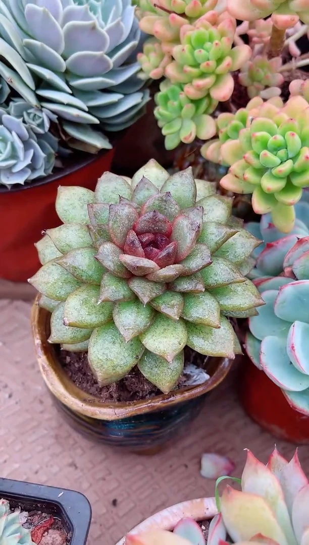 楠26051多肉植物一物一拍