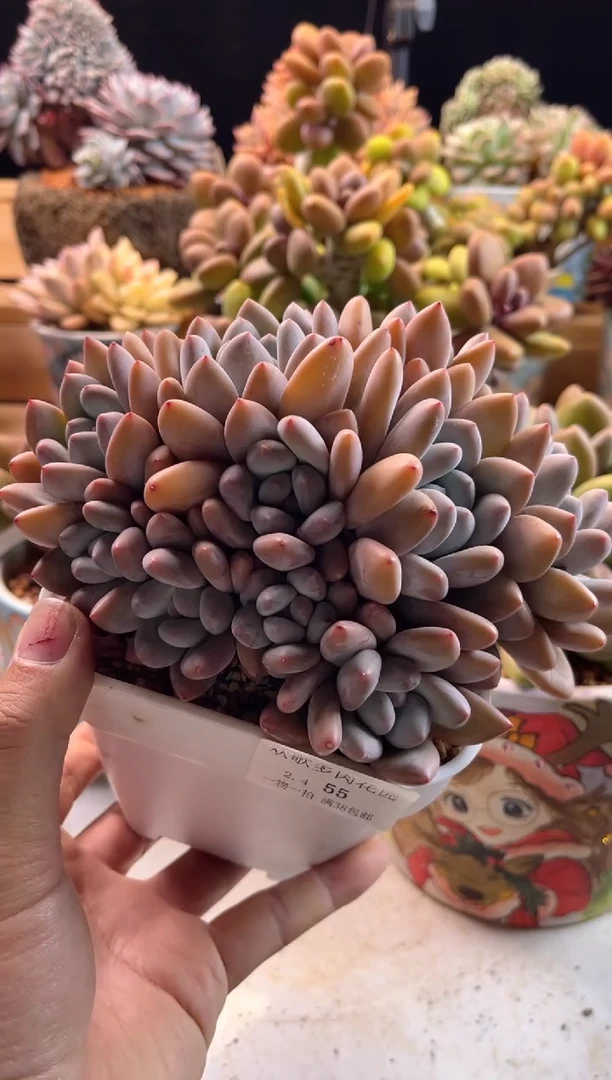 【闪购商品】2.4-55香水