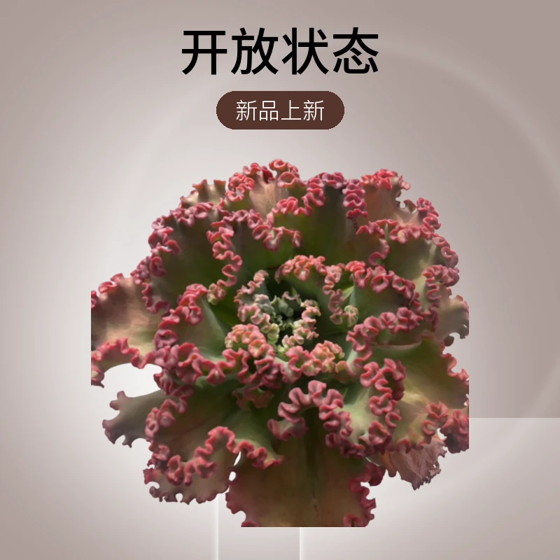 女王花笠夏型多肉新手必备上盆发货种植基地栽种