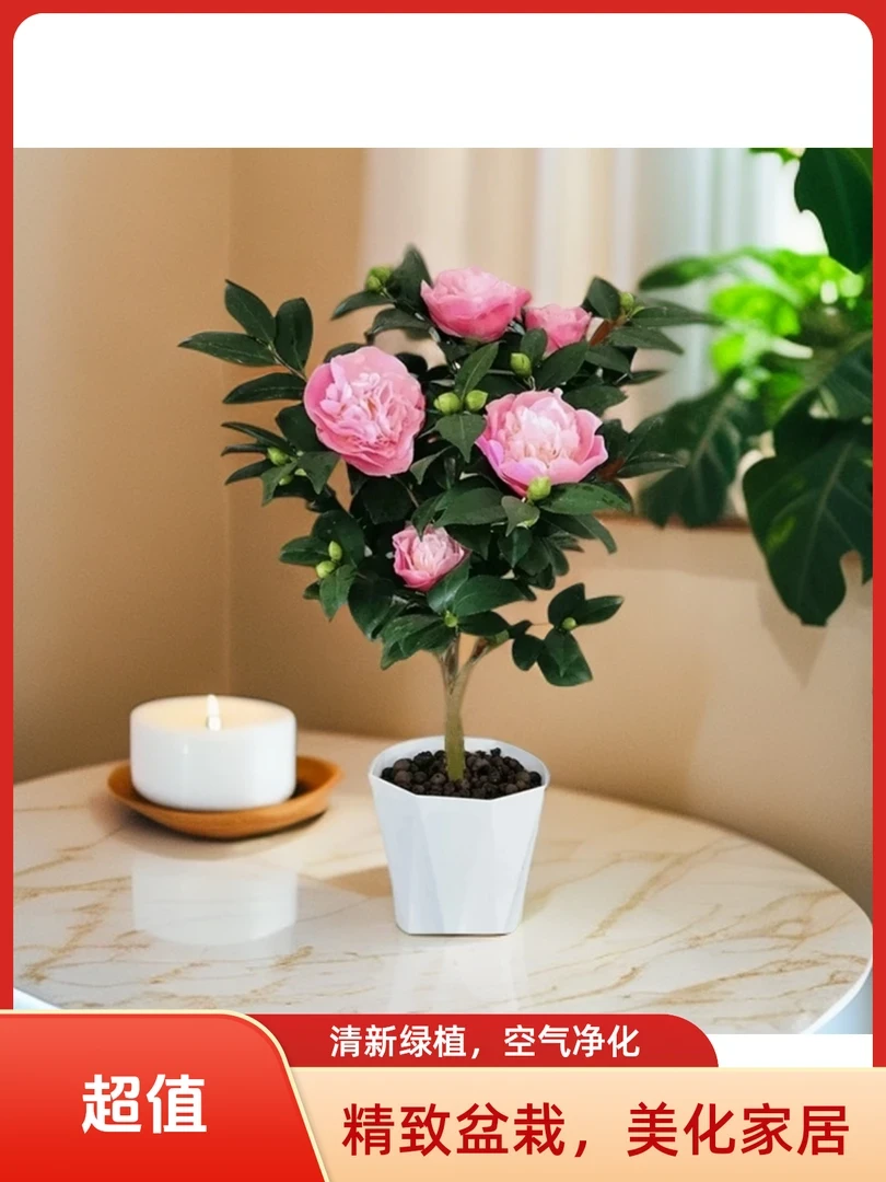 香妃山茶花树苗带花苞浓香盆栽花卉好养活室内阳台种植（富贵粉色）