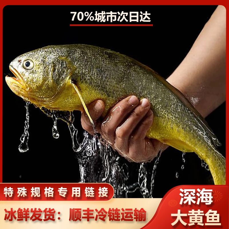 【深海大黄鱼】2.5斤规格原件5条13.5斤上东海深海大黄鱼