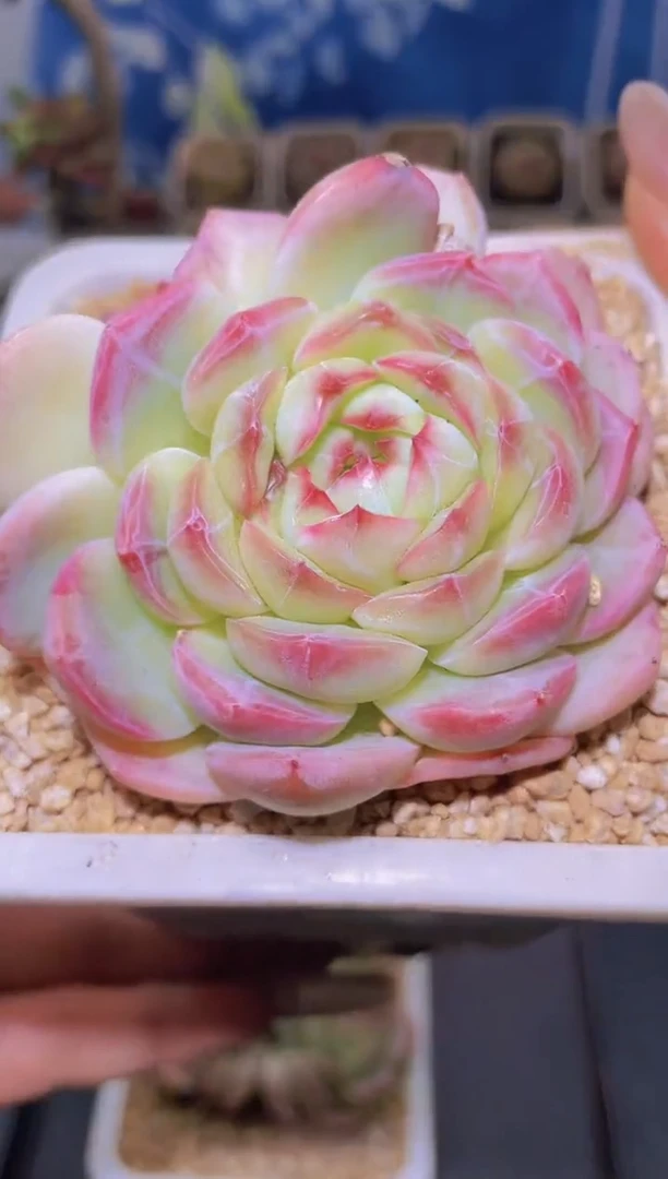【闪购商品】032霜花量拍一颗