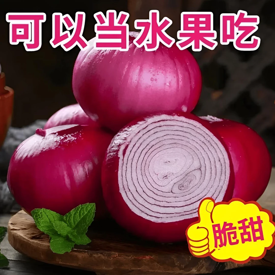 【紫皮水果洋葱种子】家庭阳台小院盆栽地栽四季种植