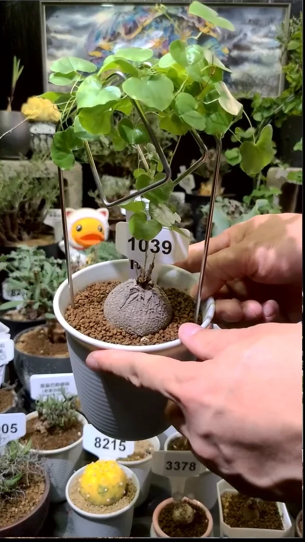 1039号1210甄选单颗南非龟甲龙